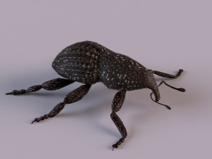 Rutidosoma graminosum 3D Модель