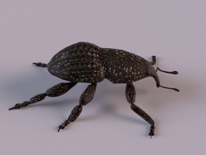 Rutidosoma graminosum 3D Модель