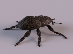 Rutidosoma graminosum 3D Модель