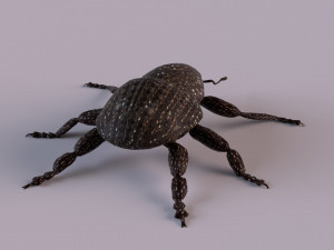 Rutidosoma graminosum 3D Модель