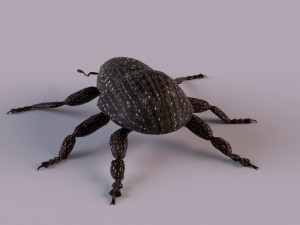Rutidosoma graminosum 3D Модель