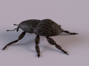 Rutidosoma graminosum 3D Модель