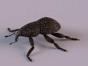 Rutidosoma graminosum 3D Модель