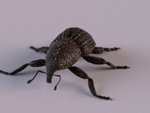 Rutidosoma graminosum 3D Модель