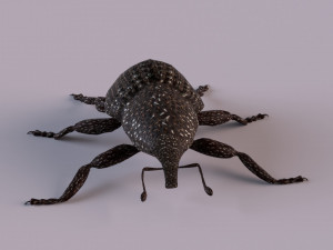 Rutidosoma graminosum 3D Модель