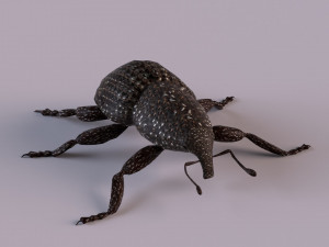 Rutidosoma graminosum 3D Модель