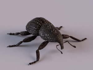 Rutidosoma graminosum 3D Модель