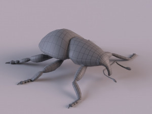 Rutidosoma graminosum 3D Модель