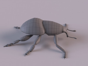Rutidosoma graminosum 3D Модель