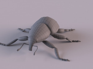Rutidosoma graminosum 3D Модель