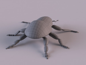 Rutidosoma graminosum 3D Модель