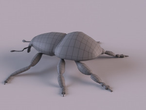 Rutidosoma graminosum 3D Модель