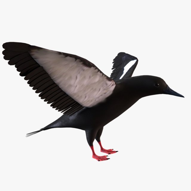 3D Black Guillemot 3D Model .c4d .max .obj .3ds .fbx .lwo .lw .lws