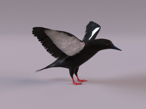 3D Black Guillemot 3D-Modell