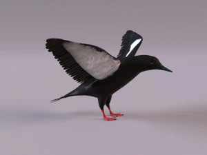 3D Black Guillemot 3D Model