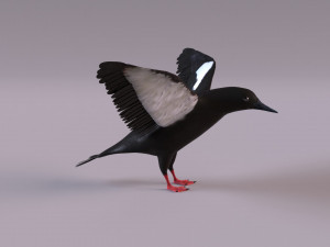3D Black Guillemot 3D-Modell