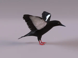3D Black Guillemot 3D Model