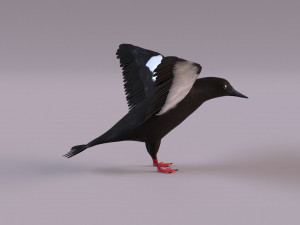 3D Black Guillemot 3D-Modell