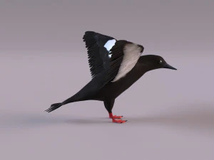 3D Black Guillemot 3D Model