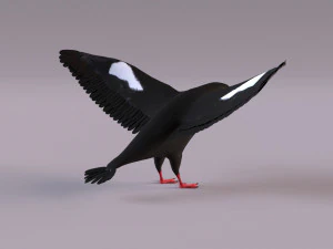 3D Black Guillemot 3D Model