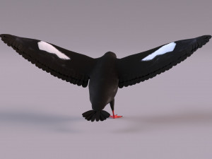 3D Black Guillemot 3D-Modell