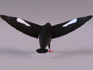 3D Black Guillemot 3D Model