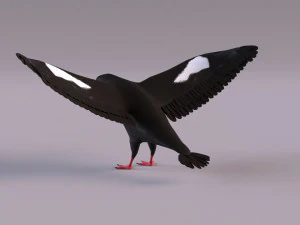 3D Black Guillemot 3D Model