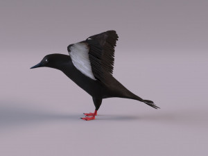 3D Black Guillemot 3D-Modell