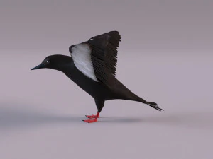 3D Black Guillemot 3D Model