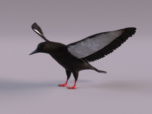 3D Black Guillemot 3D-Modell
