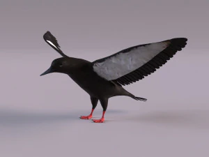 3D Black Guillemot 3D Model