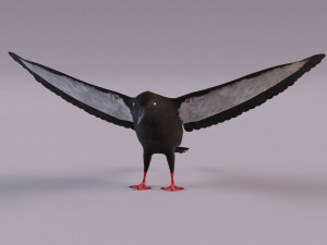 3D Black Guillemot 3D-Modell