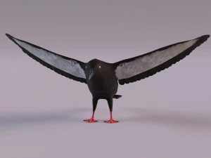 3D Black Guillemot 3D Model