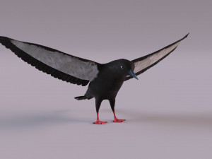 3D Black Guillemot 3D-Modell
