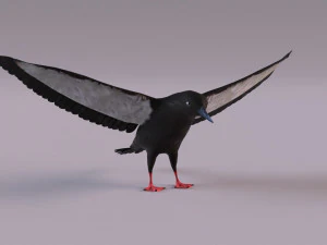 3D Black Guillemot 3D Model
