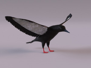 3D Black Guillemot 3D-Modell