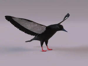 3D Black Guillemot 3D Model