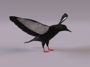 3D Black Guillemot 3D-Modell