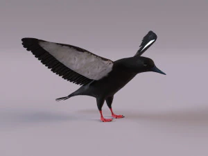 3D Black Guillemot 3D Model