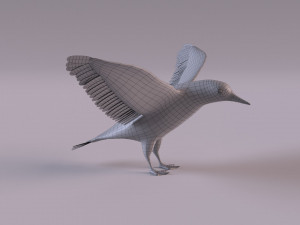 3D Black Guillemot 3D-Modell