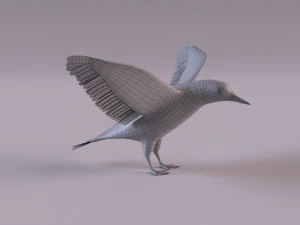 3D Black Guillemot 3D Model