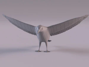 3D Black Guillemot 3D Model