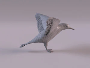 3D Black Guillemot 3D Model