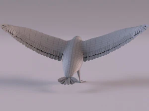 3D Black Guillemot 3D Model