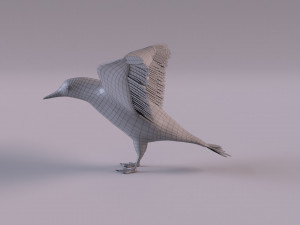 3D Black Guillemot 3D-Modell