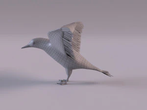 3D Black Guillemot 3D Model