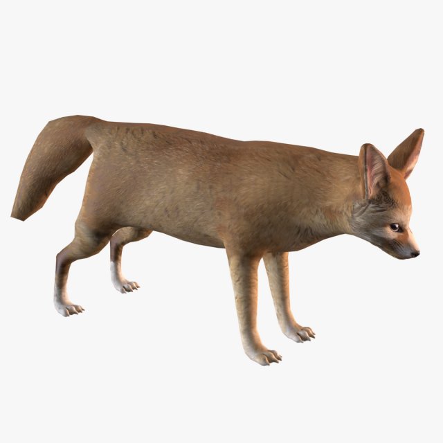 Fennec fox model 3D Model .c4d .max .obj .3ds .fbx .stl .blend 