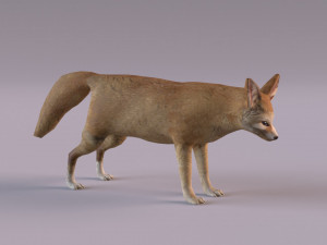 Fennec fox model 3D Model