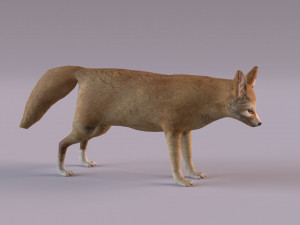 Fennec fox model 3D Model