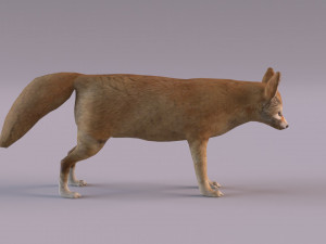 Fennec fox model 3D Model
